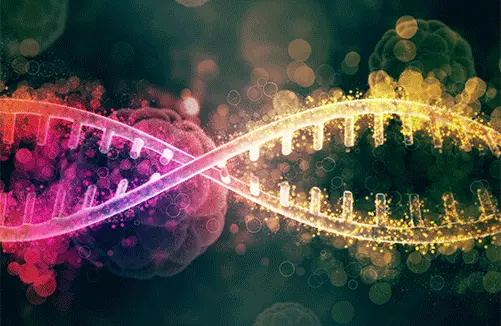 850K Methylation Microarray DNA Methylation Sequencing